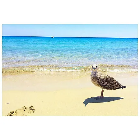 Flamingos In The Desert * Віллазімьюс