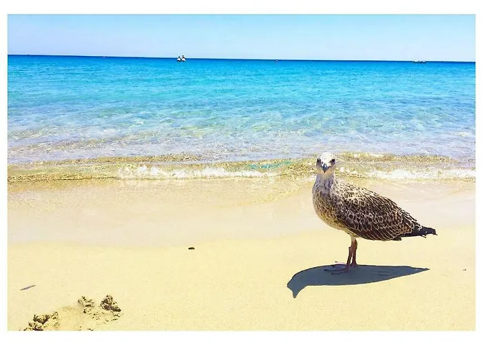 Flamingos In The Desert * Віллазімьюс